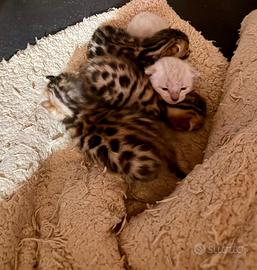 Gatto bengala cuccioli