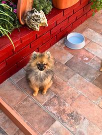 Spitz di pomerania cucciola