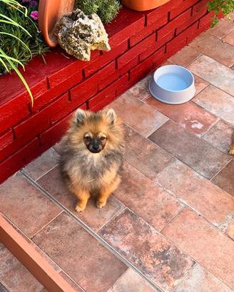 Spitz di pomerania cucciola
