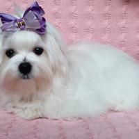 Cucciolo MALTESE con pedigree