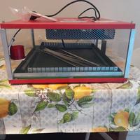 Incubatrice maino