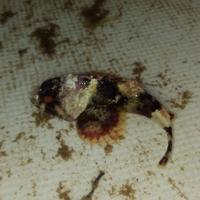 Scorfano mediterraneo