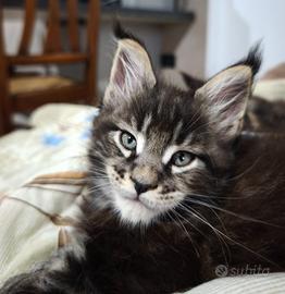 Maine coon