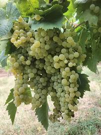 Uva da vino