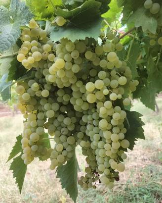 Uva da vino