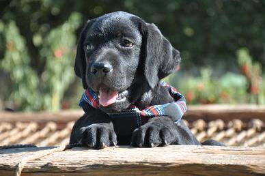 Maschietto labrador con pedigree