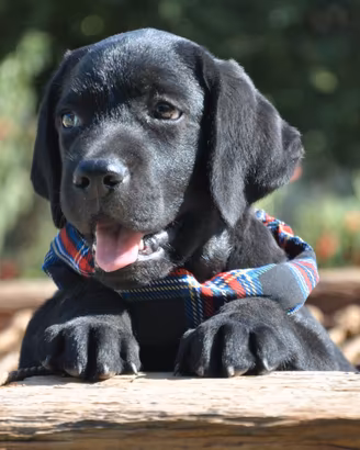 Maschietto labrador con pedigree