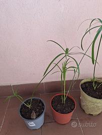 Piante falso papiro in vaso