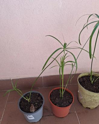 Piante falso papiro in vaso