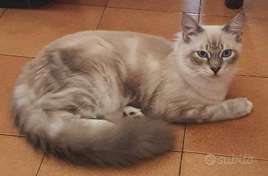 Cuccioli ragdoll 6 mesi disponibili