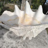 TRIDACNA GIGANTE '800