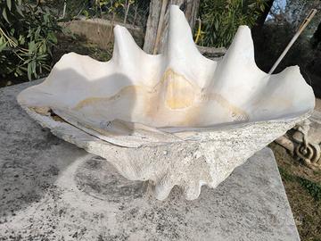 TRIDACNA GIGANTE '800