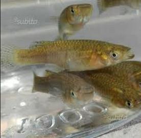 Pesci acqua dolce