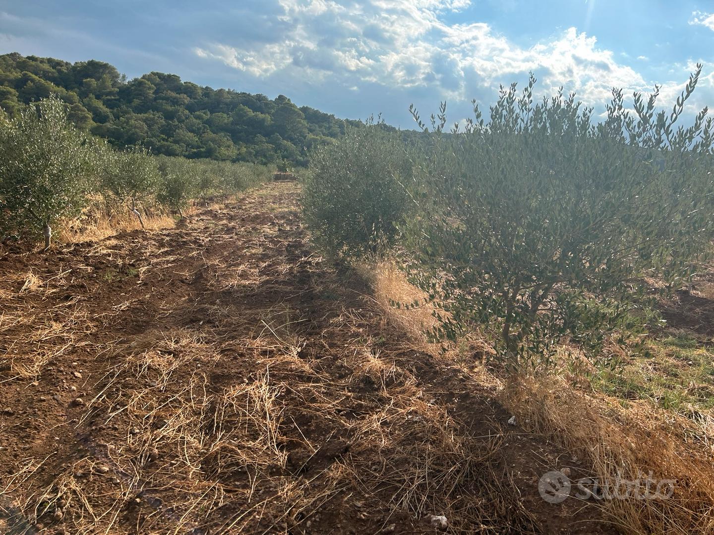 Uliveto produttivo di 2 ettari a Montecamplo - Vista 3