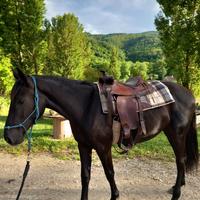 Cavalla Maremmana di 3 anni già domata