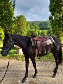 Cavalla Maremmana di 3 anni già domata