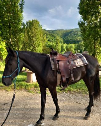 Cavalla Maremmana di 3 anni già domata