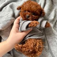 BARBONCINI TOY poodle CUCCIOLI red da 60e al mese