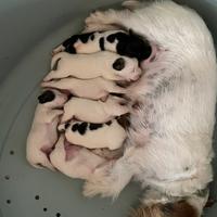 Jack Russell terrier pedigree roi