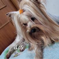 Yorkshire terrier di 5 anni