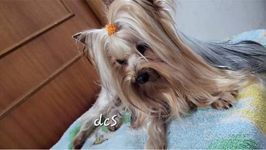 Yorkshire terrier di 5 anni
