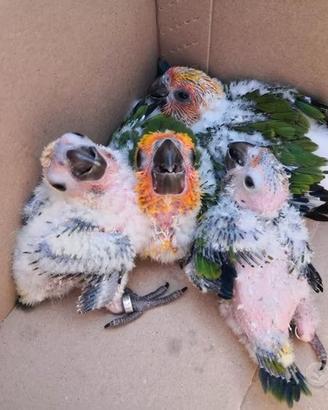 Pappagalli Conuro del Sole DA IMBECCO