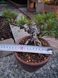 bonsai
