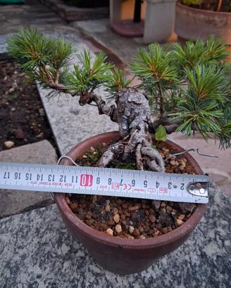 bonsai