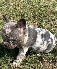 Cucciola di bulldog francese, merle'