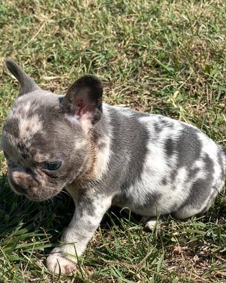 Cucciola di bulldog francese, merle'