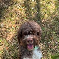 Lagotto romagnolo riproduzione selezionata