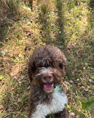 Lagotto romagnolo riproduzione selezionata