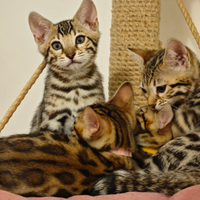 Cuccioli gattini Bengala