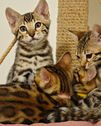 Cuccioli gattini Bengala