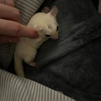 Petauro dello zucchero