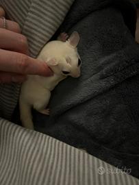 Petauro dello zucchero