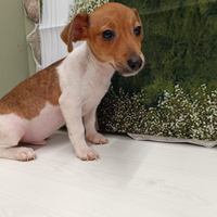 Jack russell zampa corta