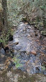 Sughereta zona Calangianus