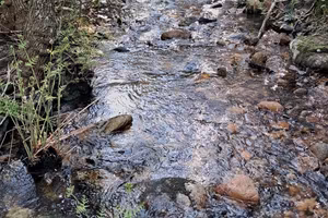 Sughereta zona Calangianus