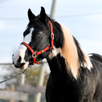 Cavallo Castrone pezzato occhio azzurro per tutti