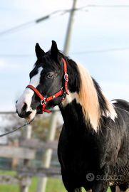 Cavallo Castrone pezzato occhio azzurro per tutti
