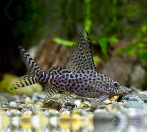 Synodontis