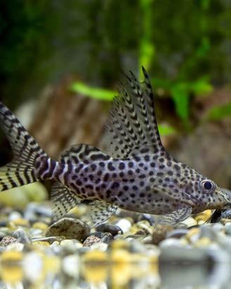 Synodontis