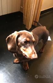 Cucciolo Bassotto Chocolate