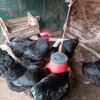 Gruppo riproduttore Australorp