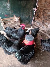 Gruppo riproduttore Australorp