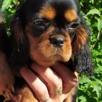 Cavalier King Charles Spaniel black and tan o ruby
