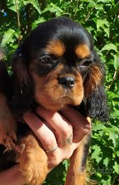 Cavalier King Charles Spaniel black and tan o ruby