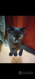 Gattino nero