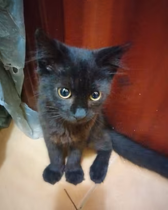 Gattino nero